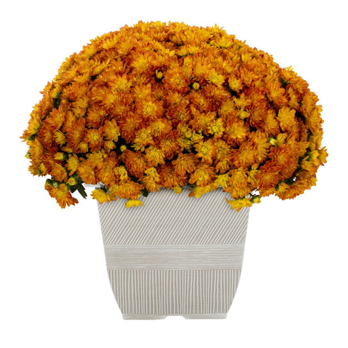 1G Orange Garden Mum Live Plant in Decorative Planter